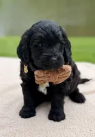 Bear, a male Goldendoodle for sale in Beach City, OH – 2 of 3