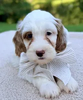 Waffle, a male Miniature Goldendoodle for sale in Beach City, OH – 4 of 4