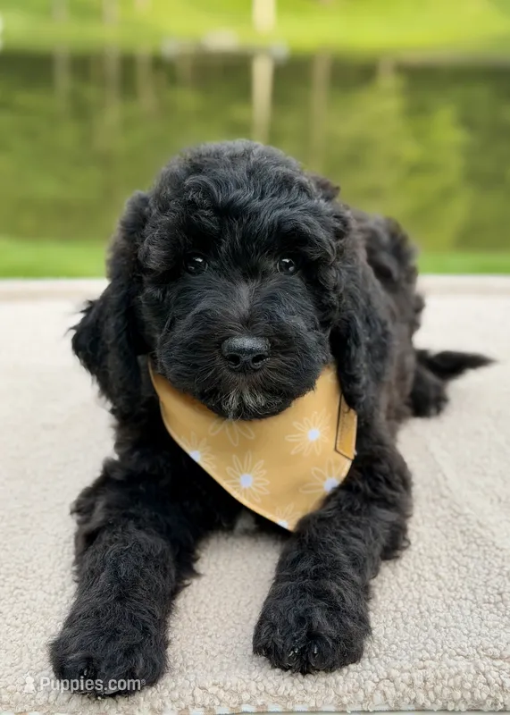 Willow – Goldendoodle puppy for sale in Beach City, OH
