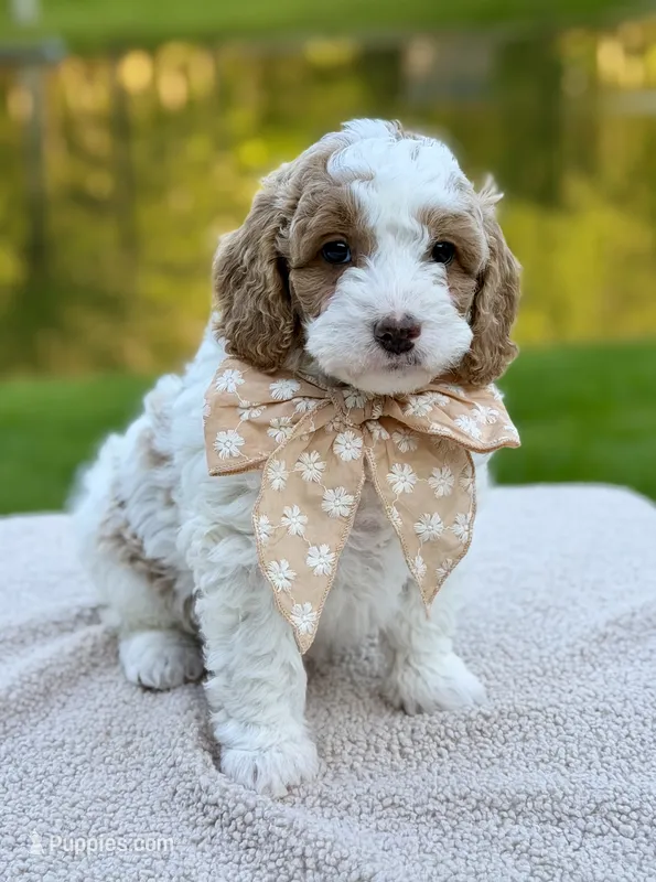 June Bug – Miniature Goldendoodle puppy for sale in Beach City, OH