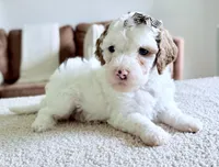 Marshmallow , a female Miniature Goldendoodle for sale in Beach City, OH – 4 of 4