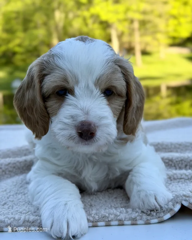 Daisy – Miniature Goldendoodle puppy for sale in Beach City, OH