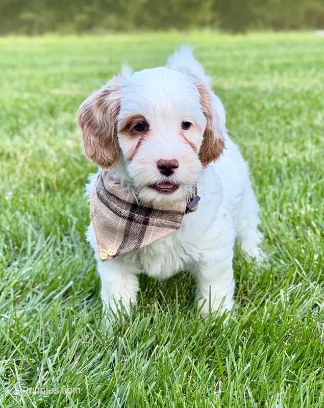 Waffle – Miniature Goldendoodle puppy for sale in Beach City, OH