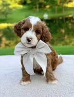 Cannoli , a male Miniature Goldendoodle for sale in Beach City, OH – 2 of 2