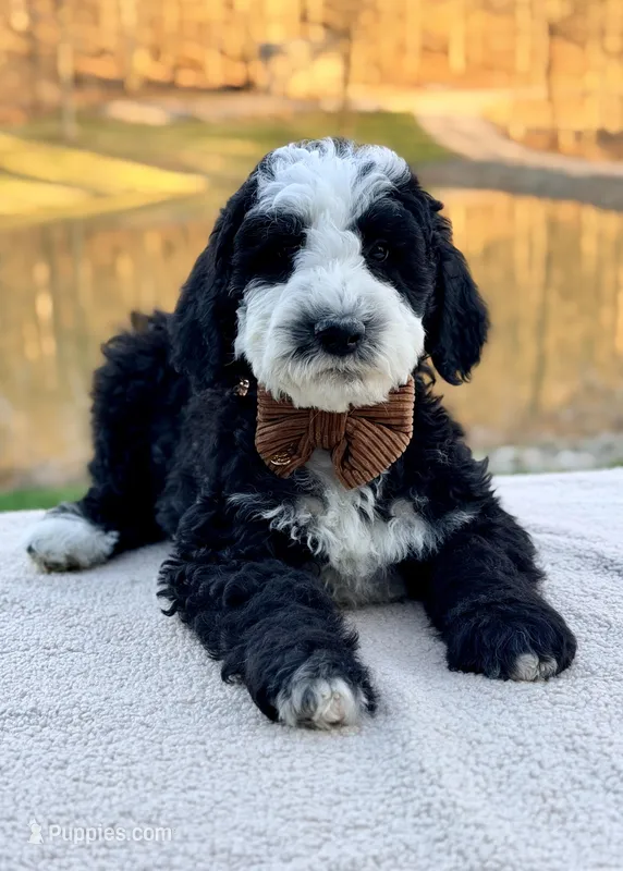 Shepherd  – Bernedoodle puppy for sale in Beach City, OH