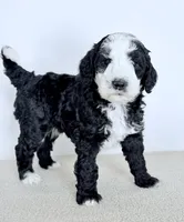 Shepherd , a male Bernedoodle for sale in Beach City, OH – Photo 4 of 4