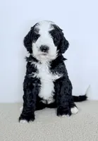 Shepherd , a male Bernedoodle for sale in Beach City, OH – Photo 1 of 4
