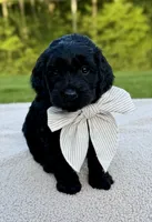 Thumper , a male Miniature Goldendoodle for sale in Beach City, OH – 3 of 4