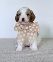 Daisy, a female Miniature Goldendoodle for sale in Beach City, OH – 1 of 5