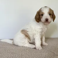 Daisy, a female Miniature Goldendoodle for sale in Beach City, OH – 5 of 5