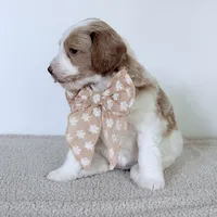 Daisy, a female Miniature Goldendoodle for sale in Beach City, OH – 2 of 5