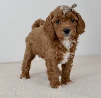 processed/bf42f85b-0a49-496a-aaf7-a3189a78df80/listing/f7c5e0dc-1a61-4a3f-9c08-7ef8fe742bcb/e4cba49e-b3b1-4bf6-a631-1e724f9572b4