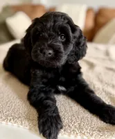 Thumper , a male Miniature Goldendoodle for sale in Beach City, OH – 2 of 4