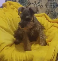 Hicup, a male Miniature Schnauzer for sale in Minneapolis, MN – 3 of 4