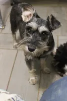 Lily's Fiona, a female Miniature Schnauzer for sale in Minneapolis, MN – Photo 8 of 10