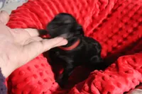 Lily's Fiona, a female Miniature Schnauzer for sale in Minneapolis, MN – Photo 3 of 10