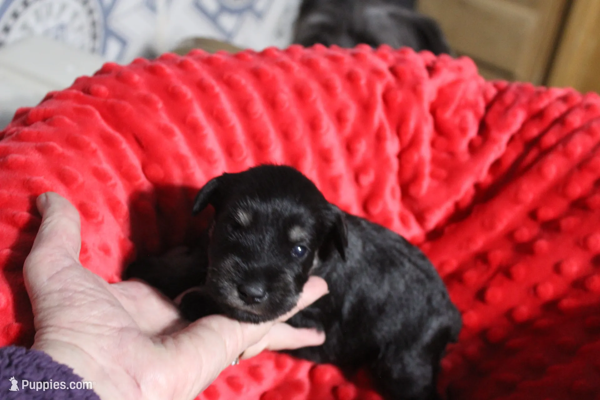 Lily's Fiona, a female Miniature Schnauzer for sale in Minneapolis, MN – Photo 10 of 10