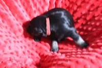 Lily's Fiona, a female Miniature Schnauzer for sale in Minneapolis, MN – Photo 4 of 10