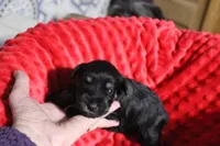 Lily's Fiona, a female Miniature Schnauzer for sale in Minneapolis, MN – Photo 1 of 10