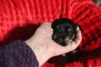 Lily's Fiona, a female Miniature Schnauzer for sale in Minneapolis, MN – Photo 7 of 10