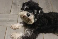 Lily's Fiona, a female Miniature Schnauzer for sale in Minneapolis, MN – Photo 9 of 10