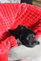 Lily's Fiona, a female Miniature Schnauzer for sale in Minneapolis, MN – Photo 5 of 10