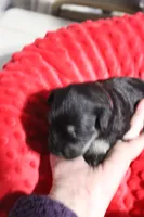 Lily's Fiona, a female Miniature Schnauzer for sale in Minneapolis, MN – Photo 6 of 10