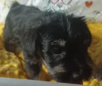 DRAKEA, a male Miniature Schnauzer for sale in Minneapolis, MN – Photo 1 of 4