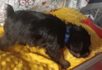 DRAKEA, a male Miniature Schnauzer for sale in Minneapolis, MN – Photo 2 of 4