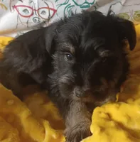 DRAKEA, a male Miniature Schnauzer for sale in Minneapolis, MN – Photo 3 of 4