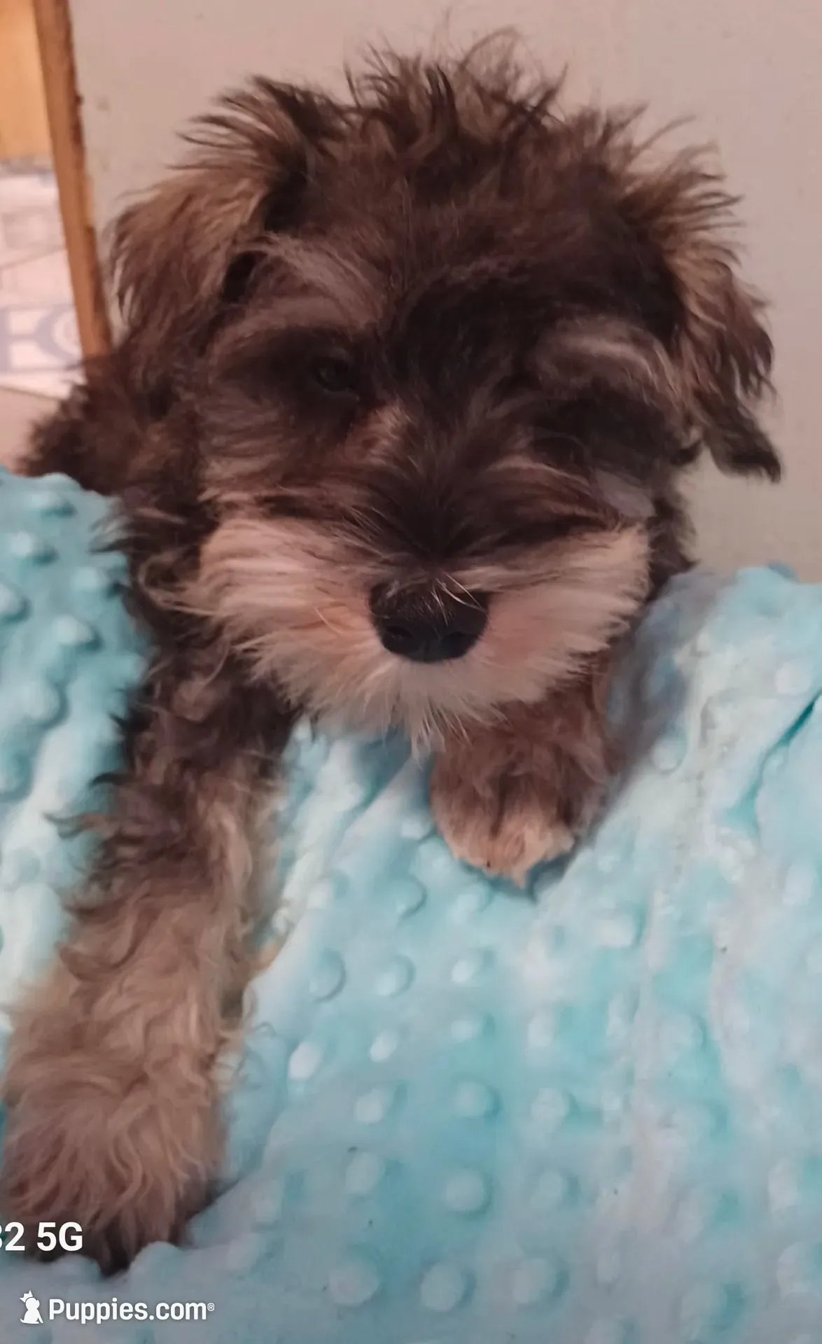 Hicup, a male Miniature Schnauzer for sale in Minneapolis, MN – 2 of 4