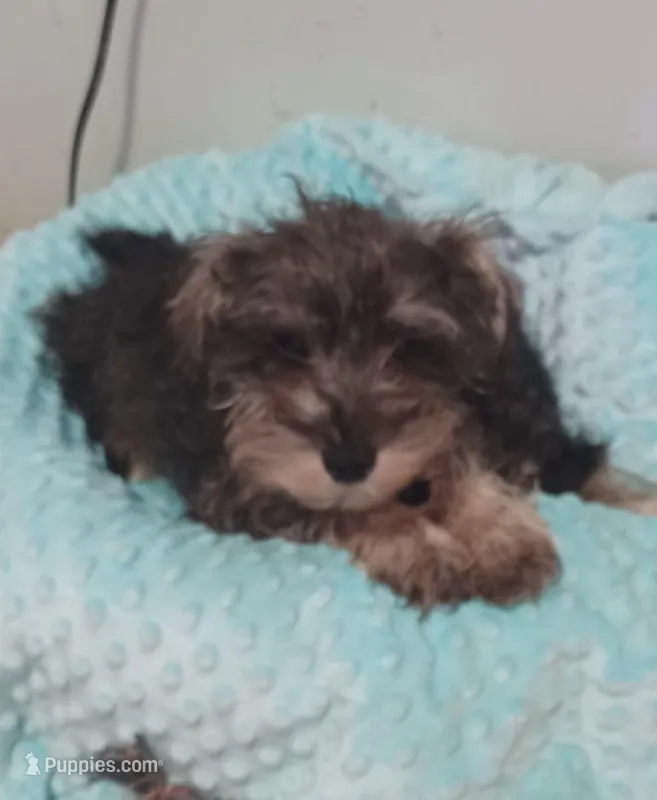 Hicup – Miniature Schnauzer puppy for sale in Minneapolis, MN