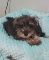 Hicup, a male Miniature Schnauzer for sale in Minneapolis, MN – 1 of 4