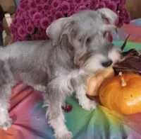 GEMA, a female Miniature Schnauzer for sale in Minneapolis, MN – Photo 6 of 9