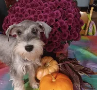 GEMA, a female Miniature Schnauzer for sale in Minneapolis, MN – Photo 5 of 9