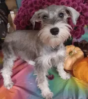 GEMA, a female Miniature Schnauzer for sale in Minneapolis, MN – Photo 2 of 9