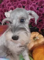 GEMA, a female Miniature Schnauzer for sale in Minneapolis, MN – Photo 8 of 9