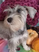 GEMA, a female Miniature Schnauzer for sale in Minneapolis, MN – Photo 1 of 9