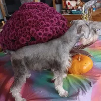 GEMA, a female Miniature Schnauzer for sale in Minneapolis, MN – Photo 7 of 9