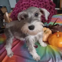 GEMA, a female Miniature Schnauzer for sale in Minneapolis, MN – Photo 9 of 9