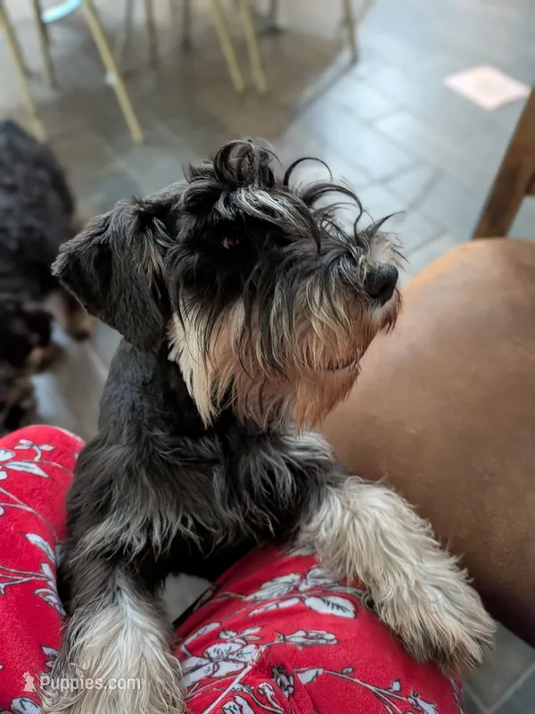 GEO – Miniature Schnauzer puppy for sale in Minneapolis, MN