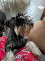 GEO, a male Miniature Schnauzer for sale in Minneapolis, MN – 1 of 7