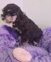 Giggles(orange), a female Miniature Schnauzer for sale in Minneapolis, MN – Photo 2 of 3