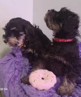 Giggles(orange), a female Miniature Schnauzer for sale in Minneapolis, MN – Photo 3 of 3