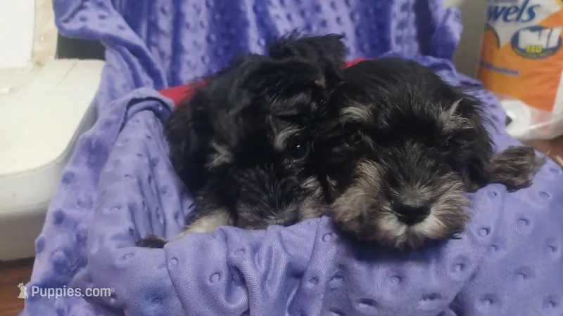 Giggles(orange) – Miniature Schnauzer puppy for sale in Minneapolis, MN