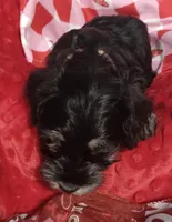 Lily's Stella, a female Miniature Schnauzer for sale in Minneapolis, MN – Photo 2 of 6