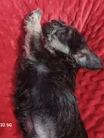 Lily's Stella, a female Miniature Schnauzer for sale in Minneapolis, MN – Photo 6 of 6