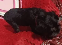 Lily's Stella, a female Miniature Schnauzer for sale in Minneapolis, MN – Photo 4 of 6