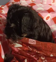 Lily's Stella, a female Miniature Schnauzer for sale in Minneapolis, MN – Photo 5 of 6