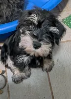 Fritz, a male Miniature Schnauzer for sale in Minneapolis, MN – 2 of 4